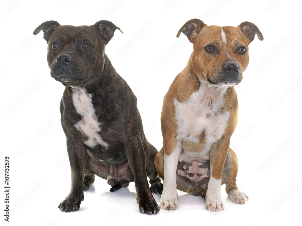 stafforshire bull terriers