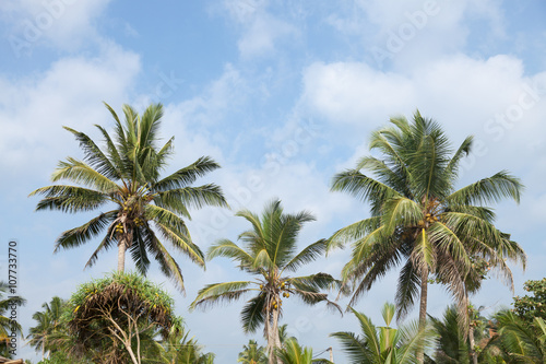 Palm Tree Top