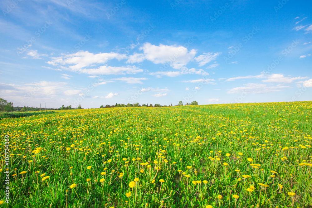 Yellow flowers field under blue cloudy sky Yellow flowers field under blue cloudy sky