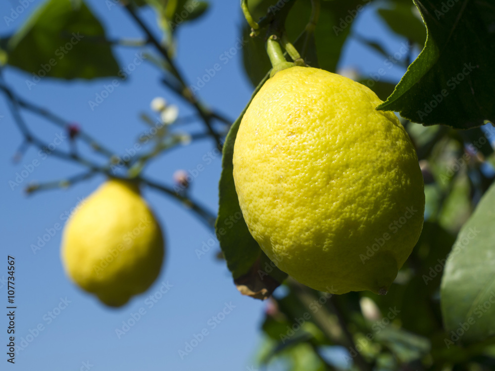 Limoni sulla pianta.