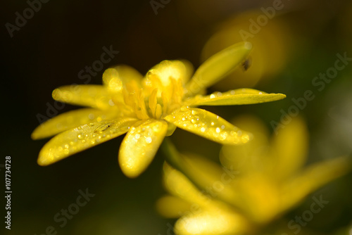 Fig Buttercup, Ficaria verna photo