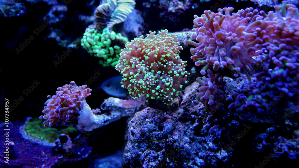 Fototapeta premium Frogspawn Coral (Euphyllia yaeyamaensis)