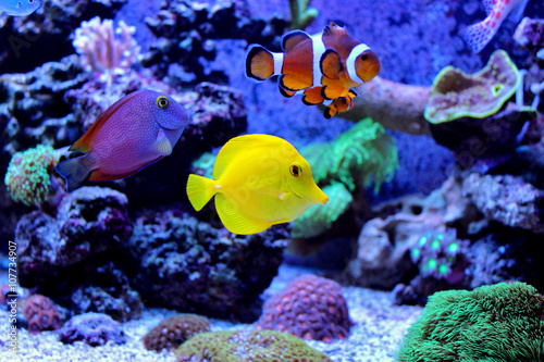 Marine fishes waiting for food 