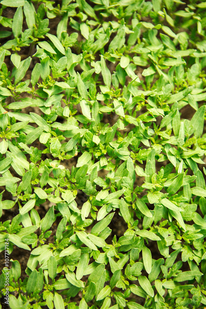 Obraz premium seedling tomatoes background