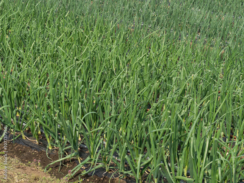 Obraz premium 長ネギ畑 