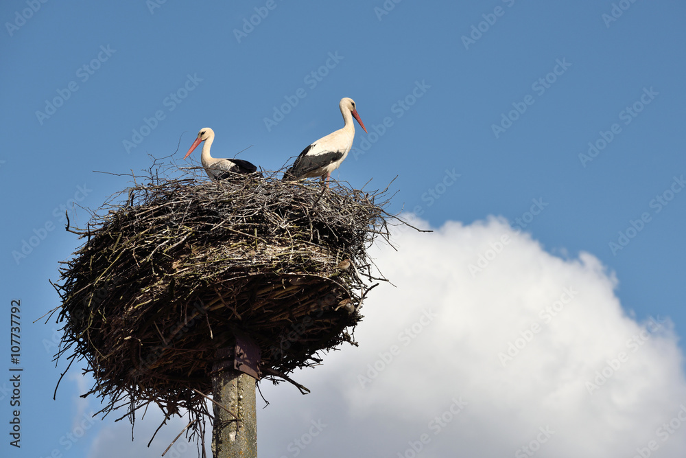 Fototapeta premium Storks in the nest