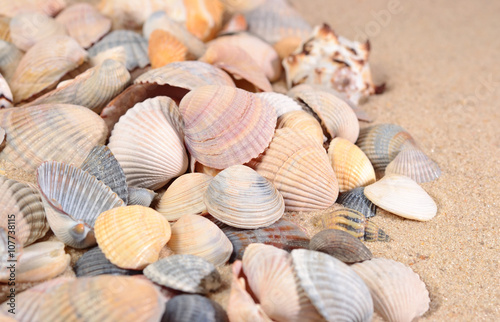 Seashells close-up on a beach sand