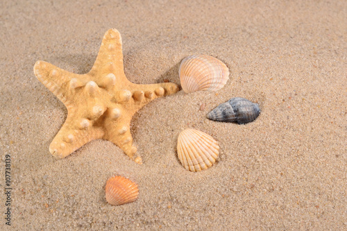 Starfish and seashells close-up in a beach sand