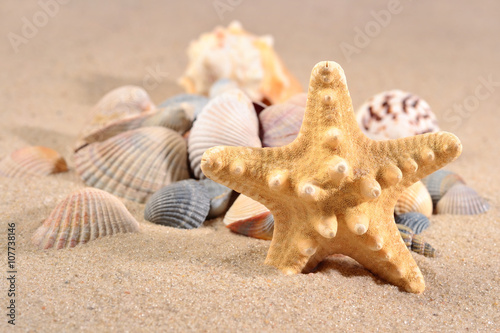 Starfish and seashells close-up in a beach sand