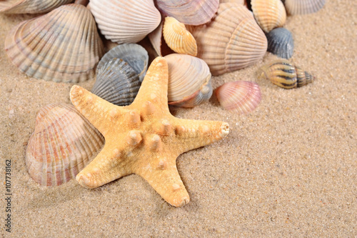 Starfish and seashells close-up in a sand