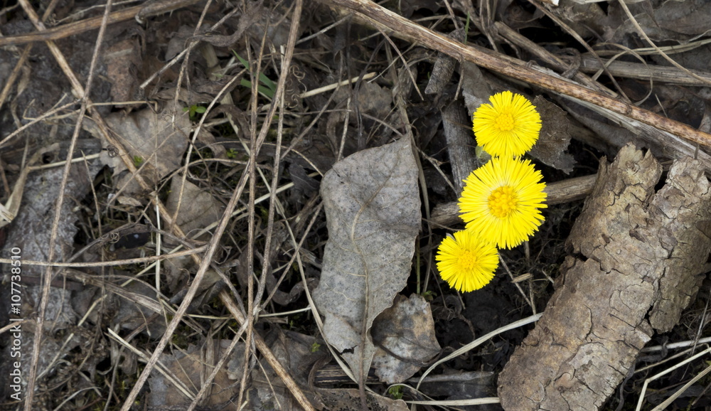 Coltsfoot - yellow spring flowers