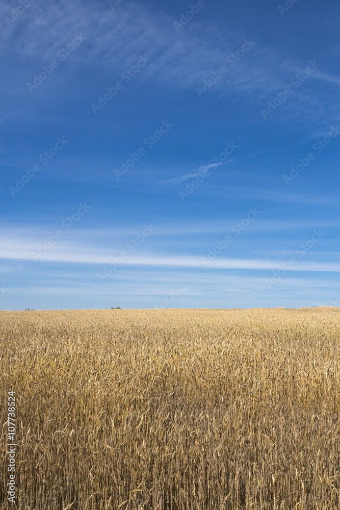 Wheat field at sunny day