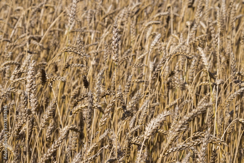 Fototapeta premium Wheat field at sunny day