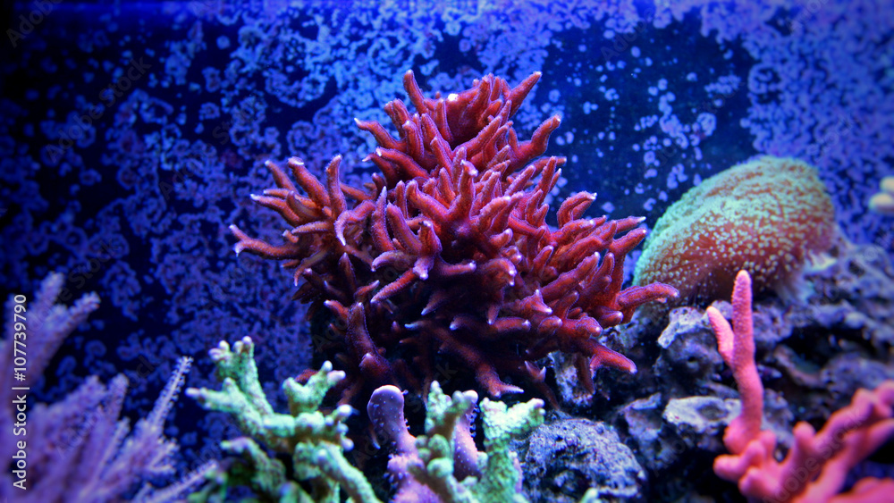 Birdsnest Coral (Seriatopora hystrix) Stock Photo | Adobe Stock