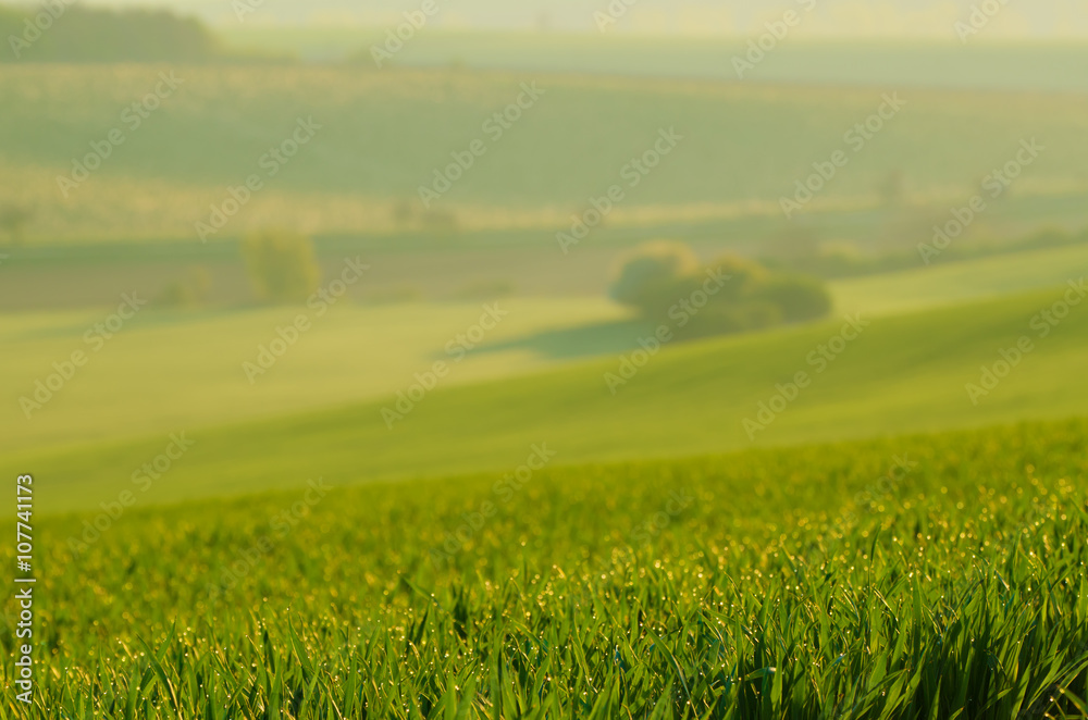 Green grass blurred fields  suitable for backgrounds or wallpapers, natural seasonal landscape. 