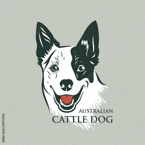 Australian cattle dog