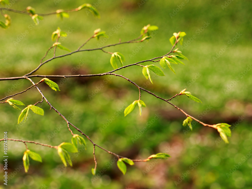 Young branches of trees with green fresh leaves Young branches of trees with green fresh leaves