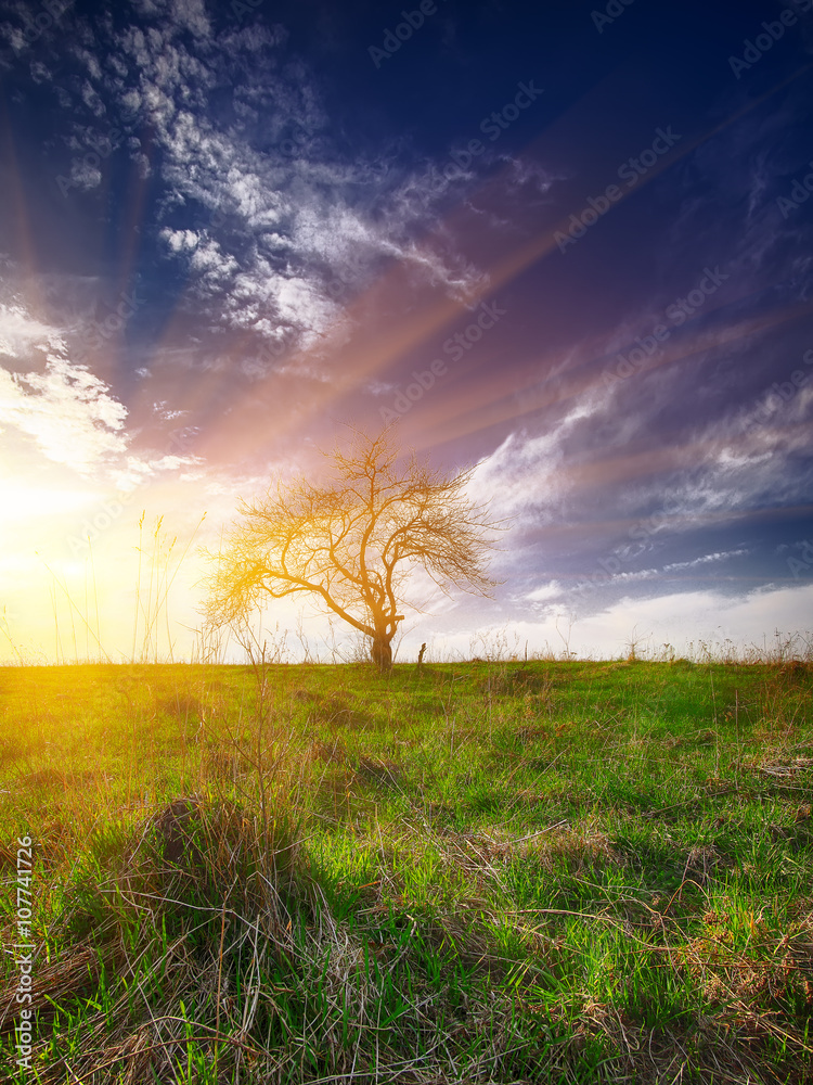 Fototapeta premium Lonely tree in a field under a summer sky.