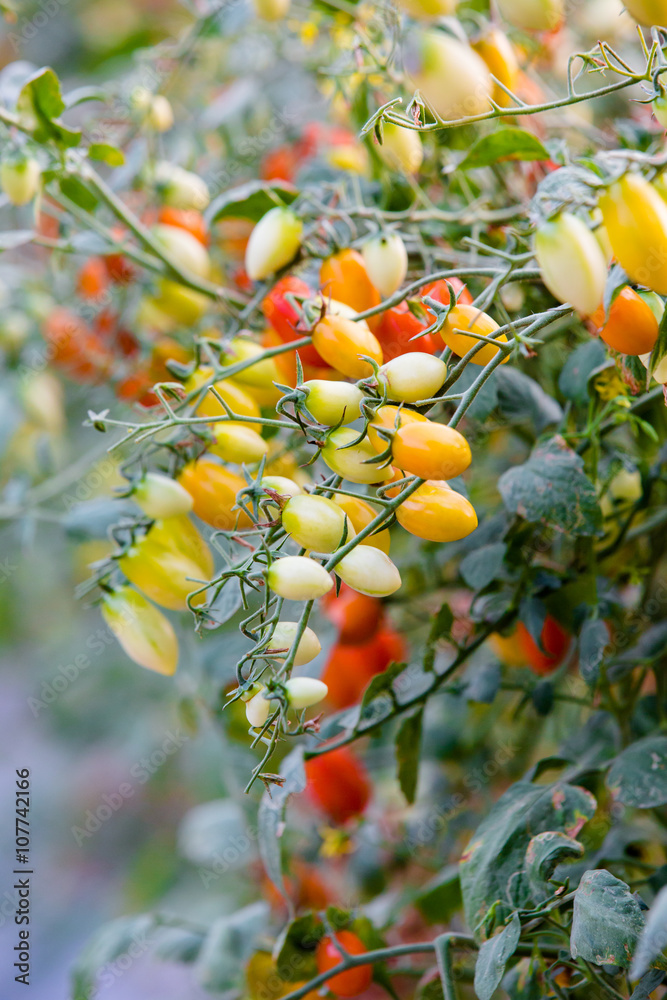 cherry tomatoes in the garden