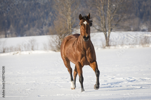 Braune Quarter Horse Stute im Schnee