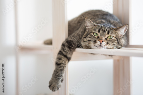 The lazy striped cat lies on the shelf