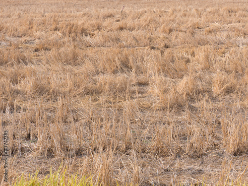 Dry rice field