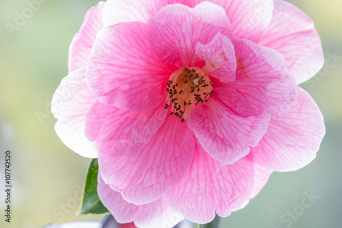 Delicate pink camelia