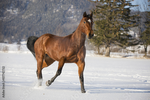 Fototapeta Naklejka Na Ścianę i Meble -  Braune Quarter Horse Stute im Schnee