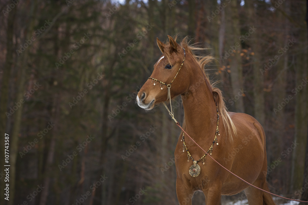 Vollblut Araber Fuchs Stute im Schnee