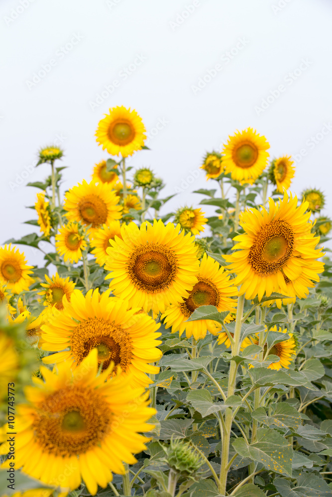 Sunflower field Sunflower field