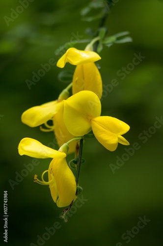 Besenginster / Cytisus scoparius photo