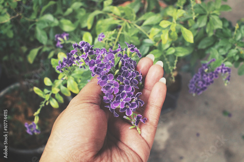 Purple salvia flowers