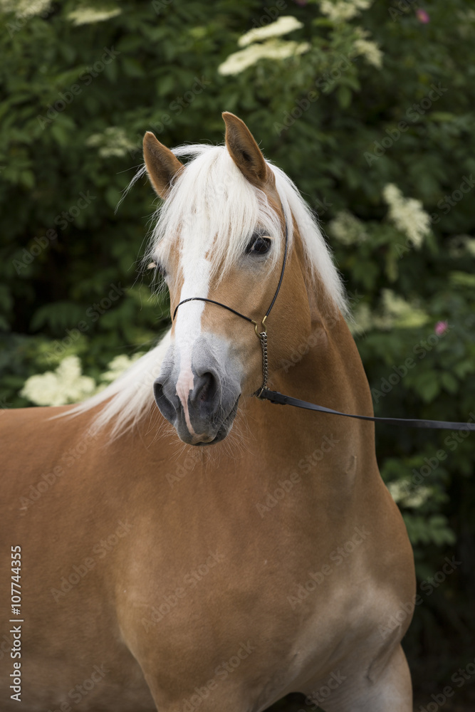 Obraz premium Haflinger Stute auf Weide