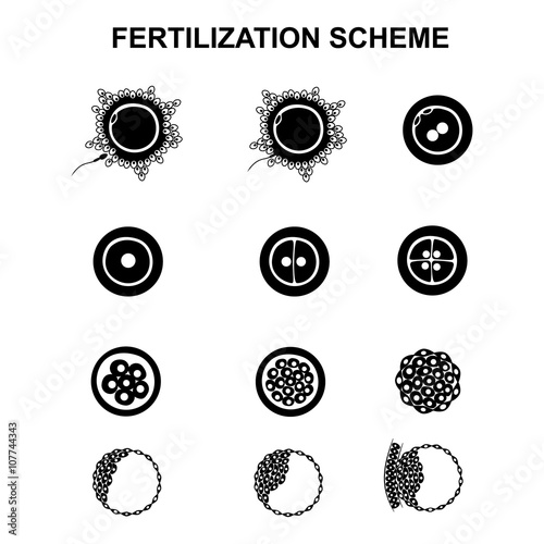schematic image of fertilization in mammals