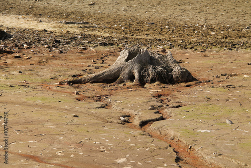 stump of dead tree with revealed roots on the bottom of dry pond photo