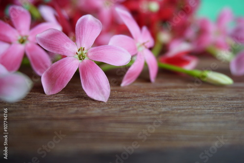 beautiful spring pink floral on wood background 