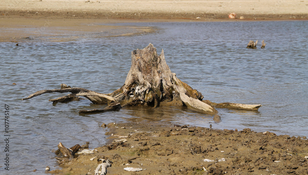 stump of dead tree with revealed roots on the bottom of drying pond