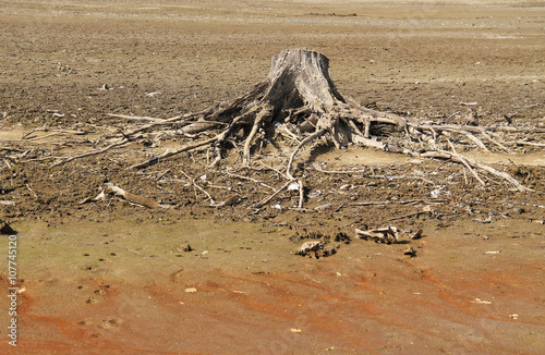 stump of dead tree with revealed roots on the bottom of dry pond