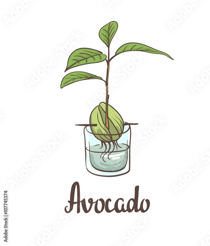 A seedling of avocado on a laboratory flask. Vector illustration