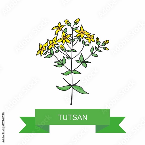 Tutsan of healing herbs. drawing medical plants .Illustration for print  decoration  design  label.