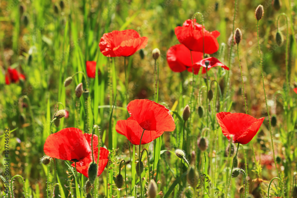 Fototapeta premium Field of red Poppy