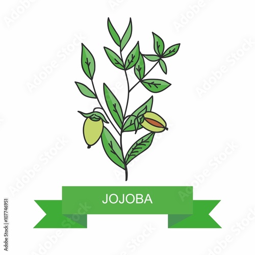 Jojoba branch with fruits. Vector illustration