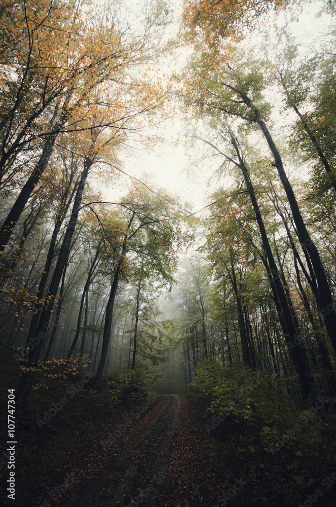 Obraz premium dark forest landscape