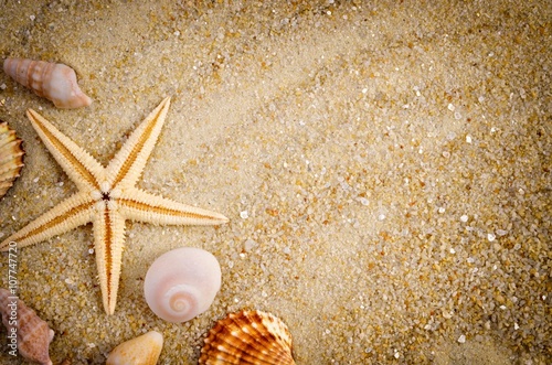 Summer background. Sea shells with sand as background.   