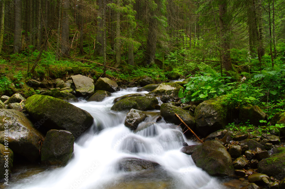 Mountain river in the green forest Mountain river in the green forest
