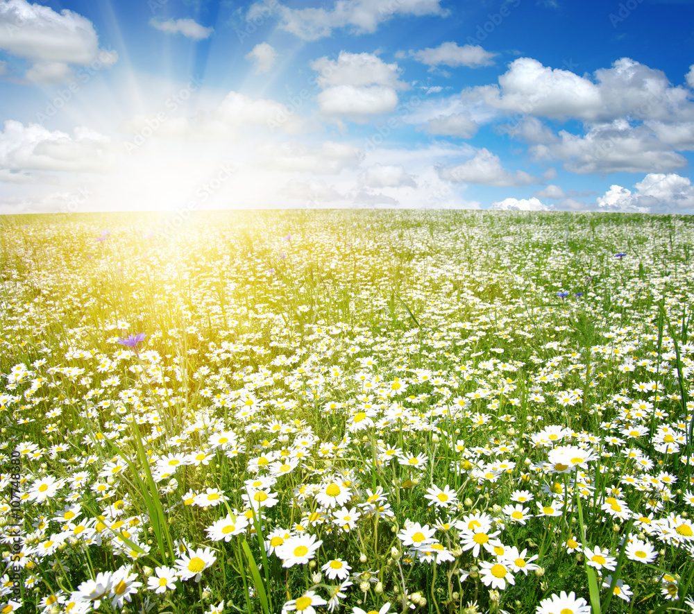 Fototapeta premium Field of daisies