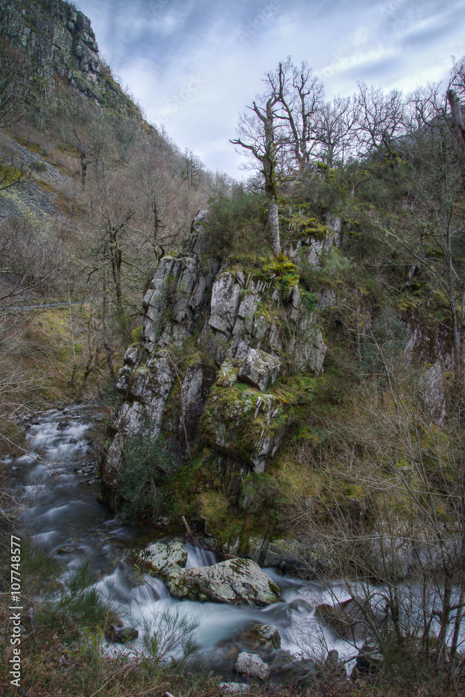 old trees on a cliff by the river old trees on a cliff by the river