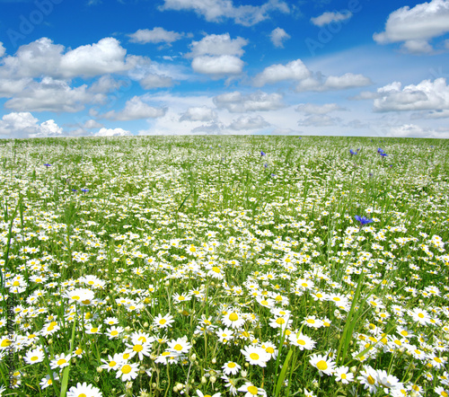 Fototapeta Naklejka Na Ścianę i Meble -  white daisies on blue sky