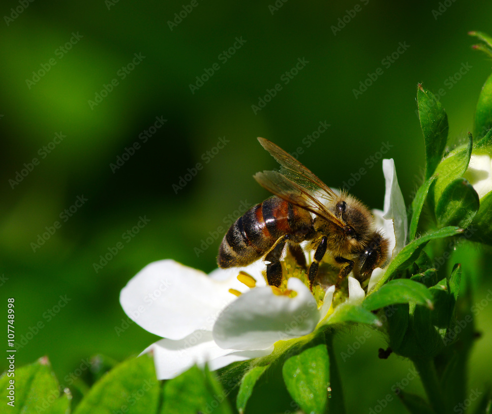 Bee on the flower - obrazy, fototapety, plakaty 