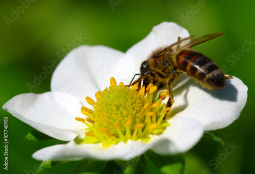 Bee on the flower © Alekss